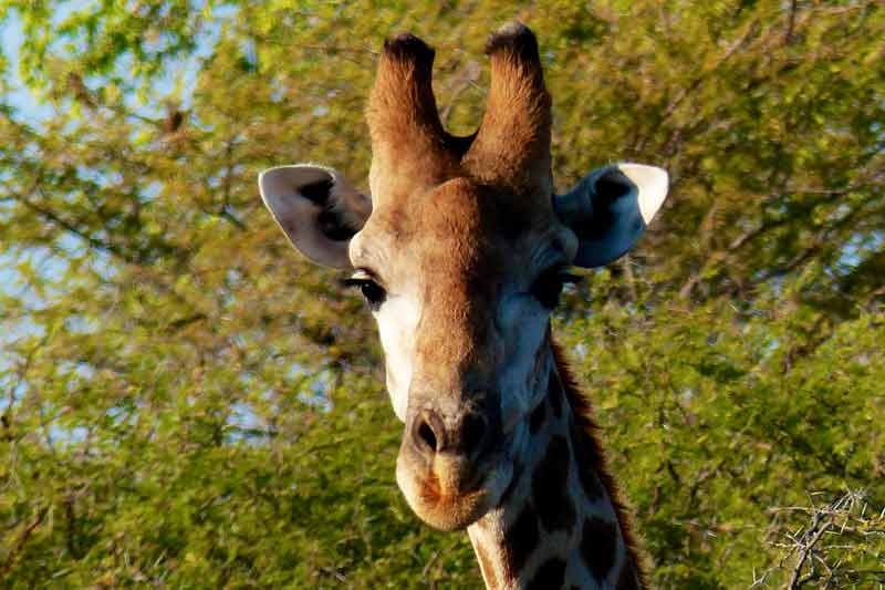Namibia
